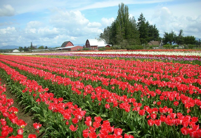 Blue skies and tulips as far as the eye can see